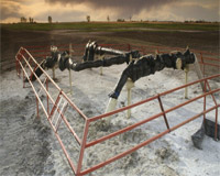 Aavolyn Raw Materials